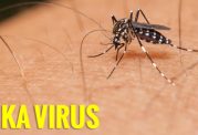 ویروس زیکا و مدت بقای آن