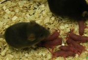 تولد موش های سالم بدون نیاز به اسپرم
