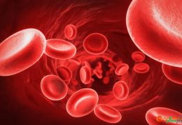اهدای سلول های بنیادی خون ساز