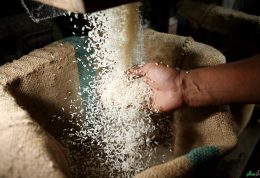 بررسی سلامت برنج های وارداتی از کشور تایلند