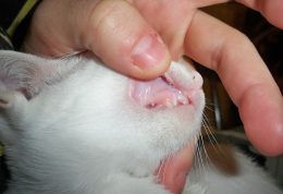 التهاب و ورم لثه در گربه