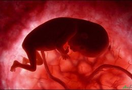 افزایش تعداد سلول های بنیادی جنین با ویتامین D
