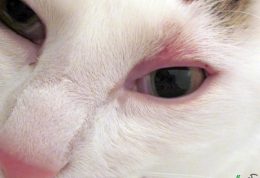 رایج ترین بیماری های چشمی گربه خانگی