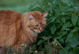 حقایقی در مورد سنبل الطیب، گیاه مورد علاقه گربه ها