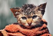 چگونه گربه پرشین را حمام ببریم؟