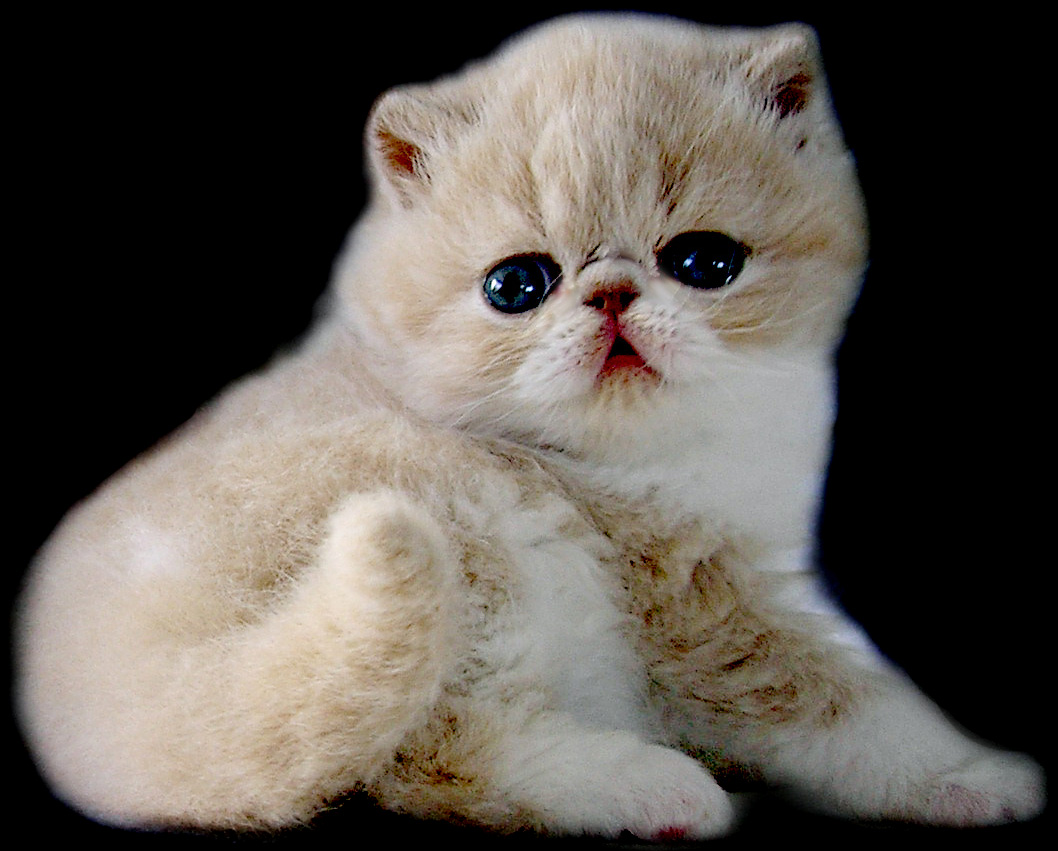 https://www.hidoctor.ir/wp-content/uploads/2016/10/Cute-persian-cats-11.jpg