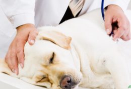 آشنایی کامل با بیماری پاروویروس در سگ