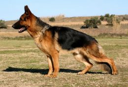 4 راه برای درمان و کاهش روند دیسپلازی در سگ