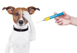 اهمیت واکسینه کردن سگ خانگی