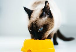 اهمیت دریافت مواد معدنی مهم برای گربه