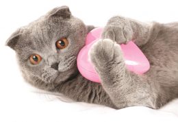 بررسی امراض قلبی گربه