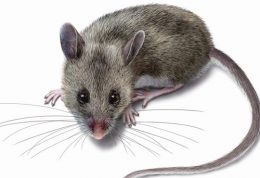 محققان ایرانی موفق به تولید نانو پودرغیرسمی کشنده موش شدند