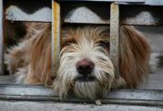 مجلس به دنبال تصویب لایحه به نفع حیوانات بی سرپرست