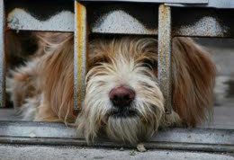 مجلس به دنبال تصویب لایحه به نفع حیوانات بی سرپرست