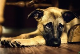 اتساع و پیچ خوردگی معده در سگ را چگونه درمان کنیم؟