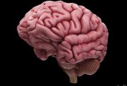آیا بعد از زایمان، مغز دچار تغییر میشود؟!
