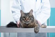 روش های تشخیص بیماری مزمن استخوان در گربه