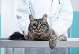 روش های تشخیص بیماری مزمن استخوان در گربه