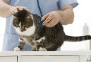 بررسی اختلالات کبدی گربه
