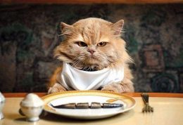 طرز تهیه 4 نوع غذای خانگی برای گربه