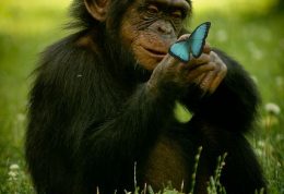 بررسی توانایی های فکری شامپانزه