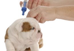 همه چیز درباره واکسیناسیون سگ