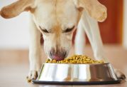 با این روش تغذیه سگتان را زمانبندی کنید