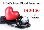 مشکلات مربوط به فشار خون بالا در گربه
