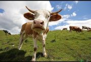 تشخیص میدان مغناطیسی توسط گاوها