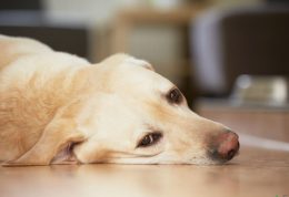 مصرف آسپرین و ایجاد مسمومیت در حیوانات خانگی