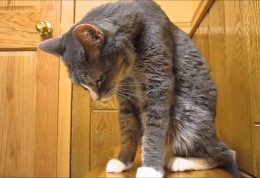 تشخیص هیپوکالمی در گربه خانگی