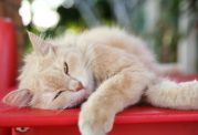 ارتباط وزن با امراض مختلف در گربه ها