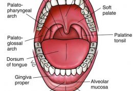 بررسی انواع قارچ در دهان