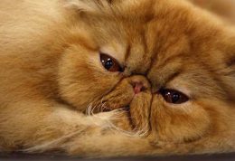 بررسی نشانه های امراض قندی در گربه ها