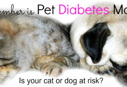دیابت در میان حیوانات خانگی