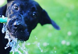 روزانه چقدر به توله سگ آب بدهیم؟