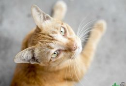 درمان بافت های خطرناک روی پوست گربه