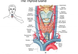 اطلاعاتی پیرامون عمل تیروئیدکتومی