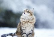 آیا سرماخوردگی انسان به گربه انتقال پیدا میکند؟