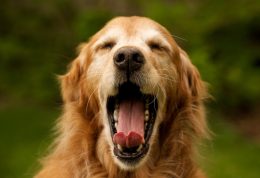 چگونه ریزش آب دهان سگ را کنترل و قطع کنیم؟