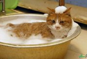 شست و شو و نظافت گربه خانگی