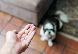 توصیه های دامپزشکی برای دارو دادن به حیوان خانگی