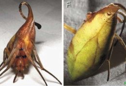 گونه جدیدی عنکبوت با ظاهری شبیه به برگ کشف شد