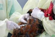صحبت های وزارت بهداشت در خصوص آنفلوآنزای مرغی