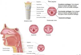 عوارض و تاثیرات رفلاکس معده بر روی صدا