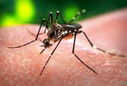 ویروس زیکا تهدید جدی برای مردان است،احتمال ناباروری