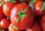 پیشگیری از نارسایی های جنسی مردان با گوجه فرنگی