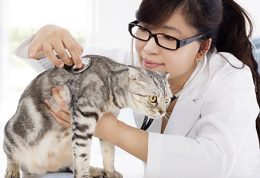 آموزش استفاده از دماسنج برای حیوان خانگی