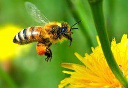 کاهش مرگ زنبورهای عسل با نور درمانی