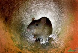 برنامه مسئولان پاریس برای کاهش جمعیت موش‌های خیابانی